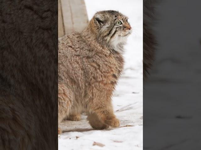 Pallas's cats Zelenogorsk and Mia: spring passion!