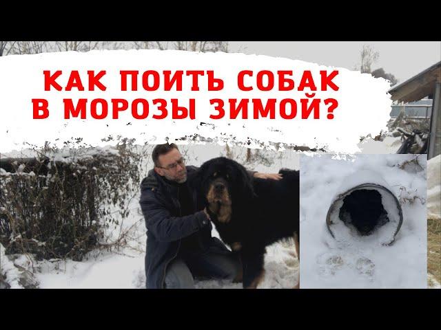 Как поить собак зимой в морозы?