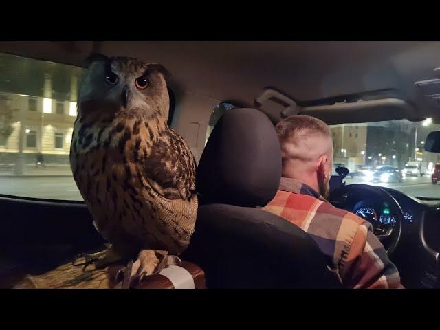 Owl Comandante Yoll is on his way home after meeting with his witnesses