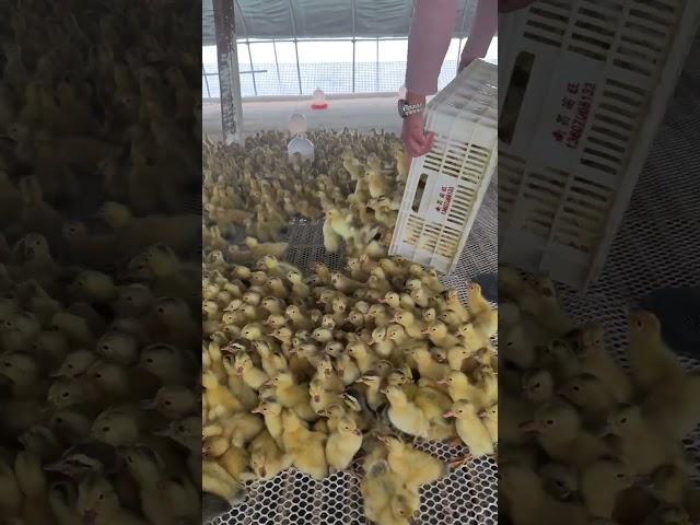 #duck #farmer #duckfarming #factory #animals #shorts