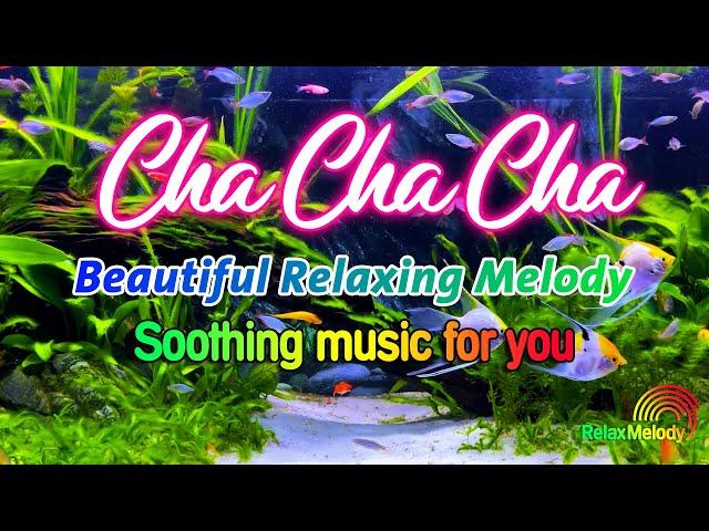 Beautiful Cha Cha Cha Relaxing Instrumental 2024 - Latin Cha Cha Melody, Soothing Music For You