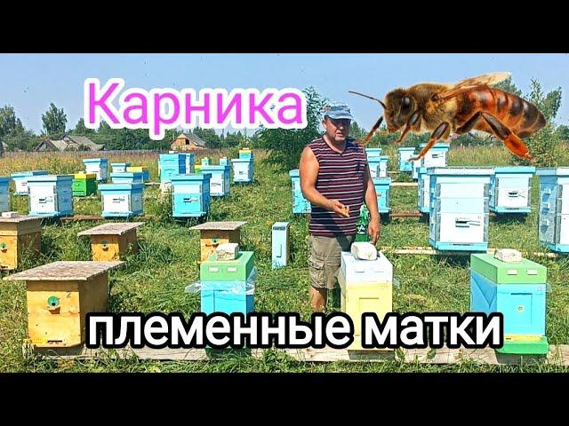 Племенные матки Карника! ПЧЕЛОВОДСТВО!