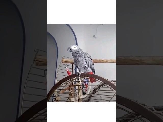 Эврика говорящий попугай / дональд дак / евріка папуга