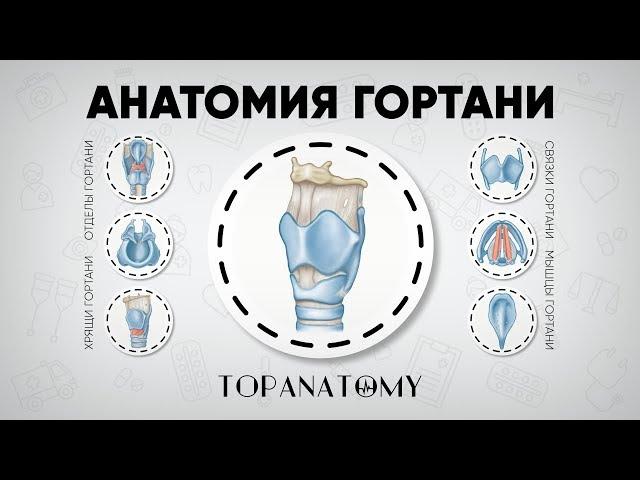 Larynx anatomy