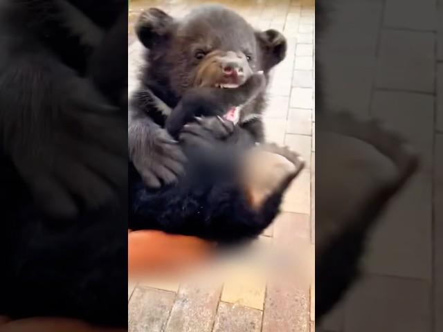 Медвежонок потерял маму  #животные #милыеживотные