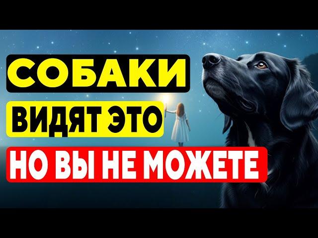 15 Шокирующих Вещей, Которые Видят И Слышат ТОЛЬКО Собаки
