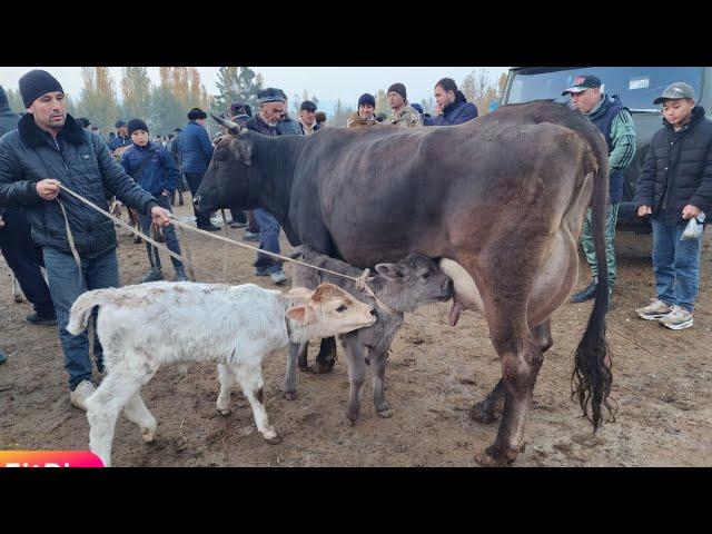 MARXAMAT MOL BOZORI EGIZEKCHI SIGIR BOZOR UDAR BÕLDI | 10 ноября 2024 г.