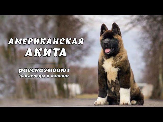 АМЕРИКАНСКАЯ АКИТА. Рассказывают владельцы и кинолог American Akita