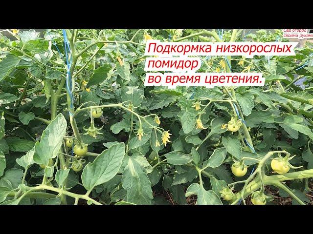 Кормим низкорослые томаты, чтобы не сбрасывали завязи.