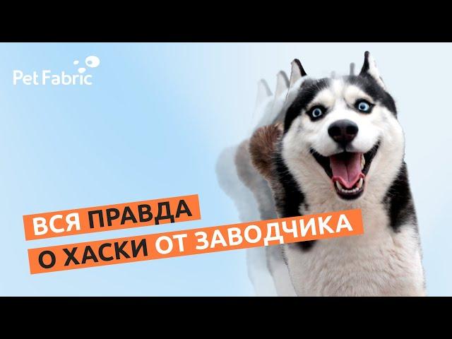 Вся правда о хаски от заводчика!