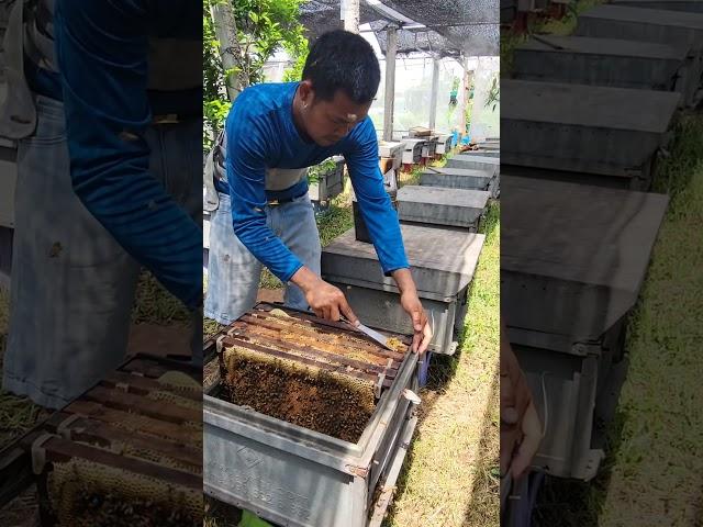 Push the bee hive clean. #beefeater #beekeeping