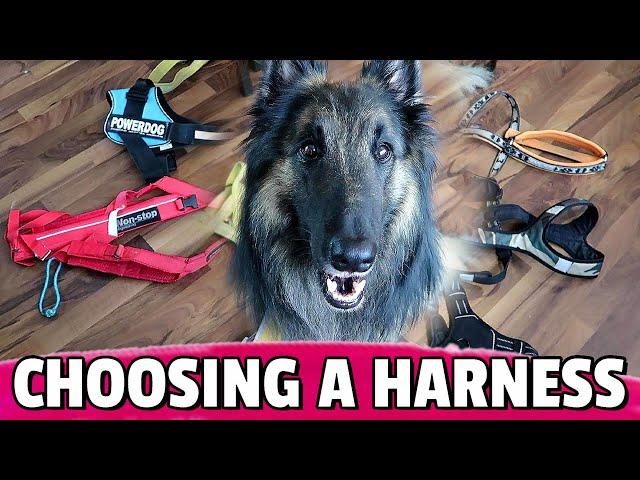 How to Choose the BEST Harness for Your Dog