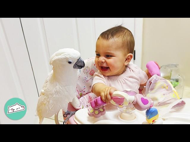 Spicy Parrot Falls In Love With This Baby At First Sight | Cuddle Buddies