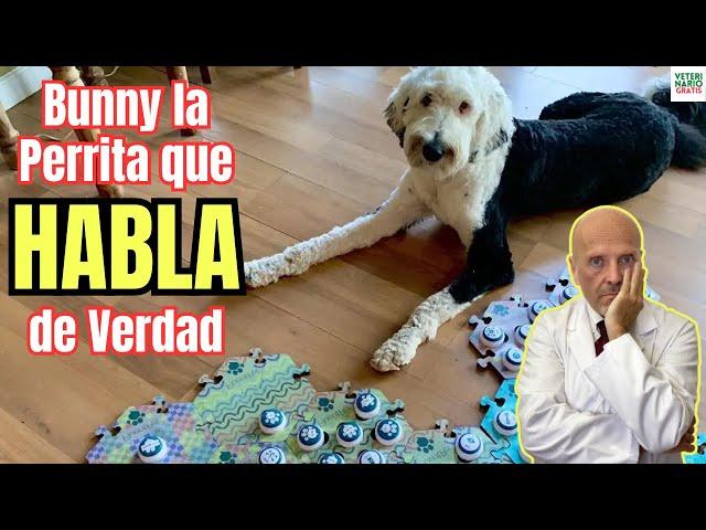  INTELIGENCIA CANINA  BUNNY EL PERRO QUE HABLA CON BOTONES 