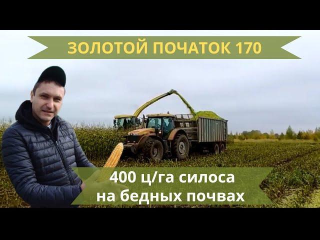 ЗОЛОТОЙ ПОЧАТОК 170 - 400 ц/га СИЛОСА НА БЕДНЫХ ПОЧВАХ Agriculture