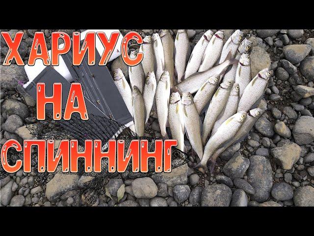 Попали на клёв хариуса летом - хариус на спиннинг