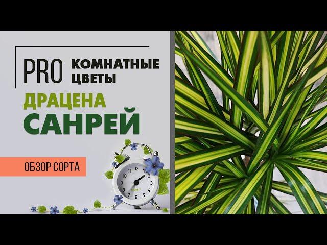 Драцена Санрэй - редкий сорт необыкновенной красоты