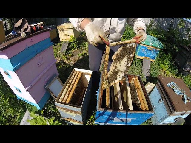 Что делать с роем после поимки? Пересадка роя. Beekeeping for beginners. Horse riding