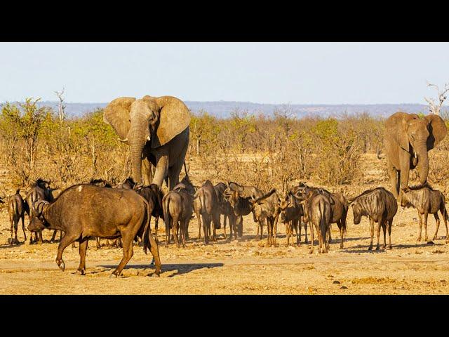 The Elephant Who Believes She's a Buffalo |  A Unique Wildlife Tale