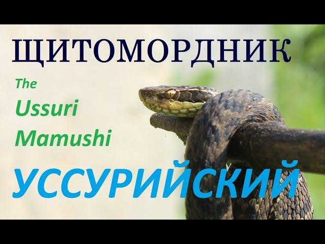 Уссурийский щитомордник. Змеи Приморского края