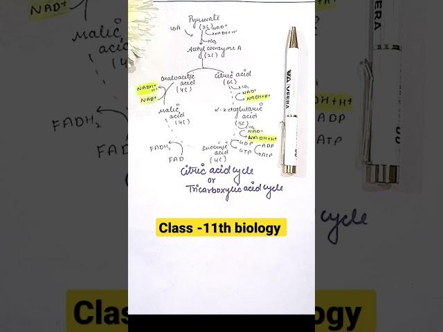 Citric cycle|Easy way to learn |Class-11th |Respiration in plants|#biologytricks #neet2023 #shorts 🪄