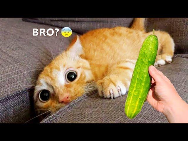 Silliest CATS on Earth    Funny Cats Videos 2023