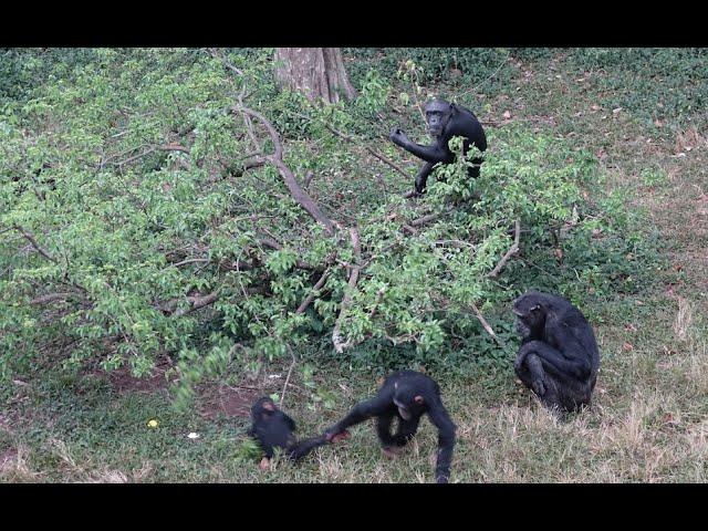 Ngamba Island Chimp Rescue Sanctuary