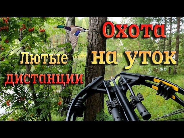 Охота на уток с Арбалетом. Жизнь меня к таким дистанциям не готовила. Эти птички заколдованы!