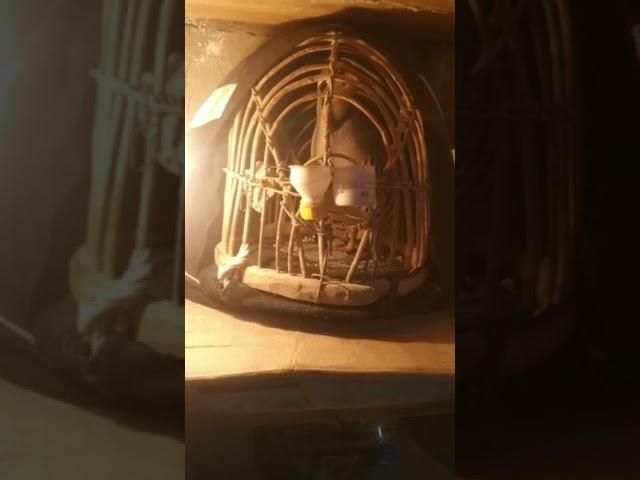 шикори кабк keklik sesi chakor