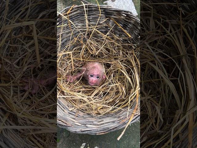 newborn baby monkey chichi