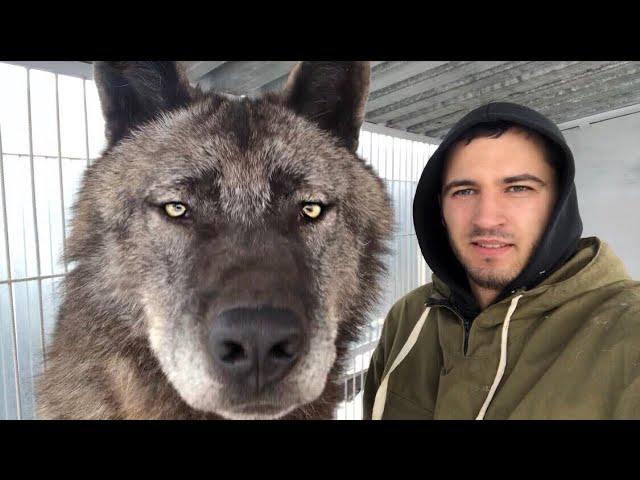 The biggest wolf on the planet, Canadian wolf, wolf, large wolf