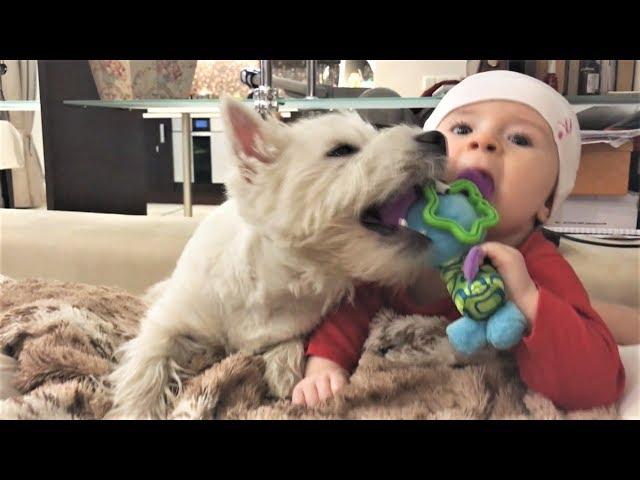 Приколы с животными 2017 Самые милые собаки и дети 犬 Ultimate FUNNY DOG Compilation Cute Pets 2021