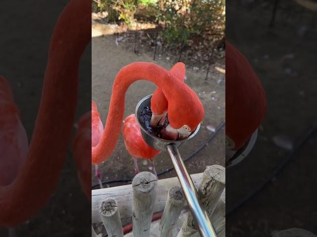 ASMR: Listen to This Flamingo's Satisfying Water Filter!  #Shorts