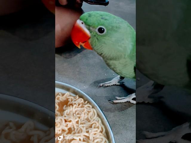 Jay Shree Ram Wala Mithu| #birds #cute #parrot #indian #pets #nature #animals #love #cute#viral#vlog