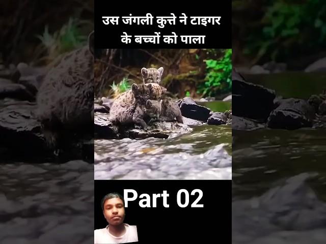 #tiger Jungle mein kutta tiger ki baccha ko palta tha part 0.2 #shorts