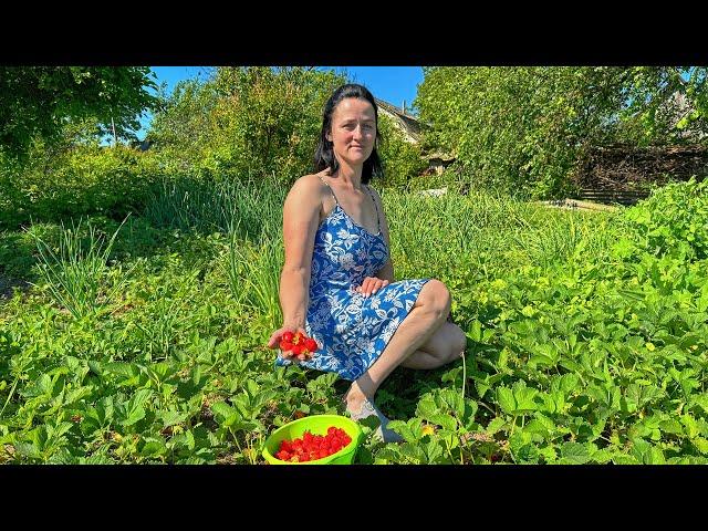 My wife picks strawberries in the garden. Strawberry casserole for breakfast