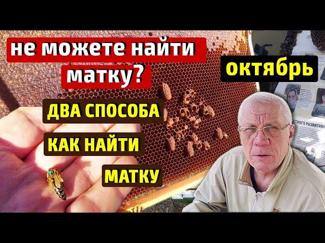 Не могу найти матку Как найти матку в улье  Нет матки Нет расплода