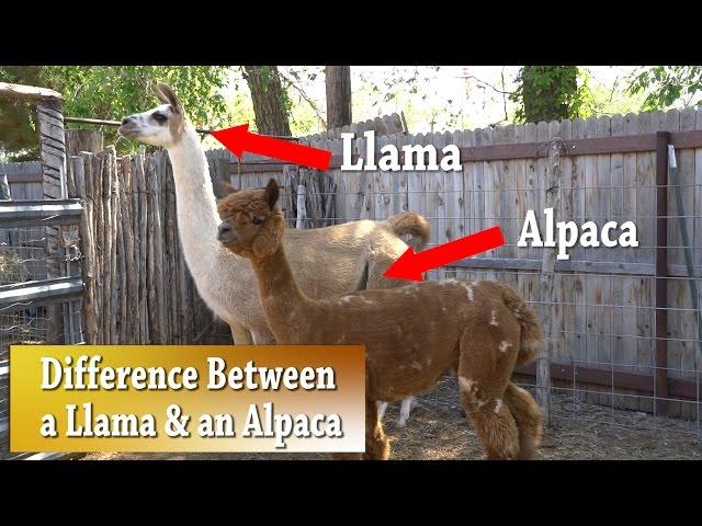 Llama vs Alpaca | Whats the difference
