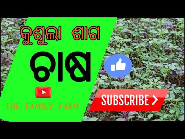 khosala saag farming!!a2z farming!!onion farming!! @thefamilyfarm-bz1fb