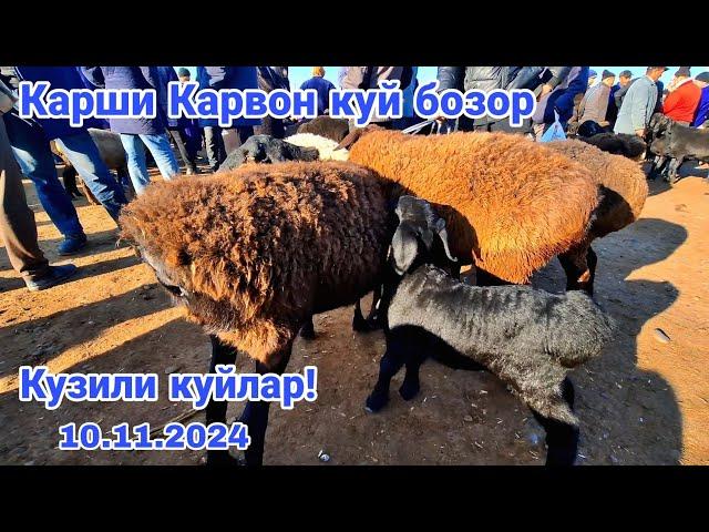 Карши Карвон куй бозори нархлари! 10.11.2024