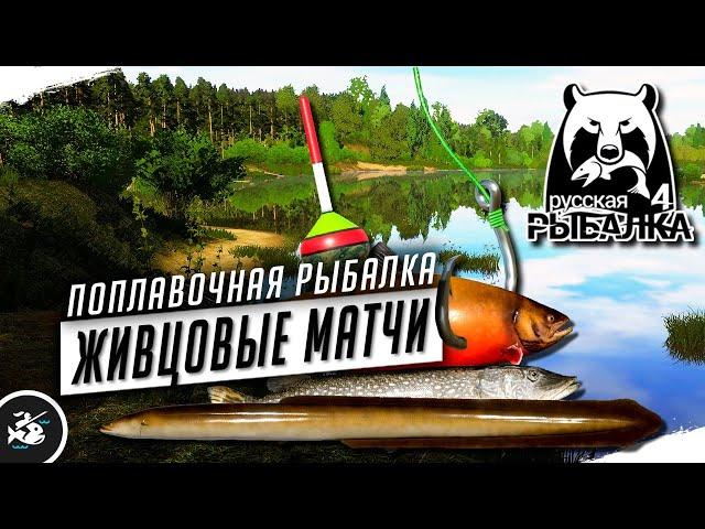 Русская Рыбалка 4 — Стрим. Рыбалка на Живца. Матчевая Оснастка.
