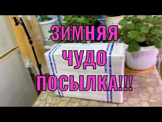 ПЕЛАРГОНИЯ! ПОСЫЛКА- ЗИМНЯЯ (утеплённая) ️Обзор!!!