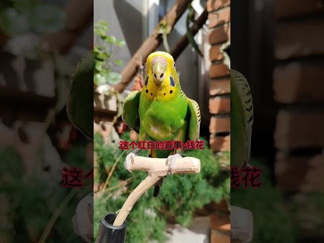 #年轻人养宠图鉴#潮流星创计划 #parrot #cuteparrot