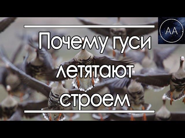 Гуси летят строем | All About