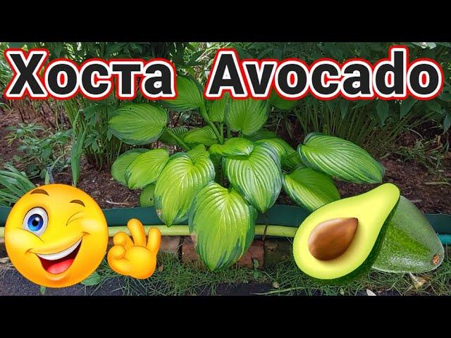 Хоста Avocado в саду