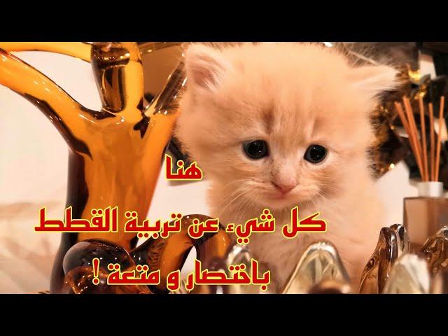 في هذه القناة كل شي عن تربية القطط (مقطع تعريفي بالقناة)