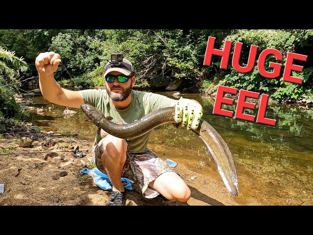 Fishing for MASSIVE Freshwater American Eel