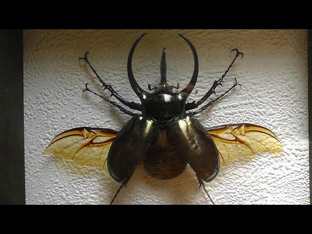 ИЗ МИРА: 68. Chalcosoma atlas (дупляк атлас)