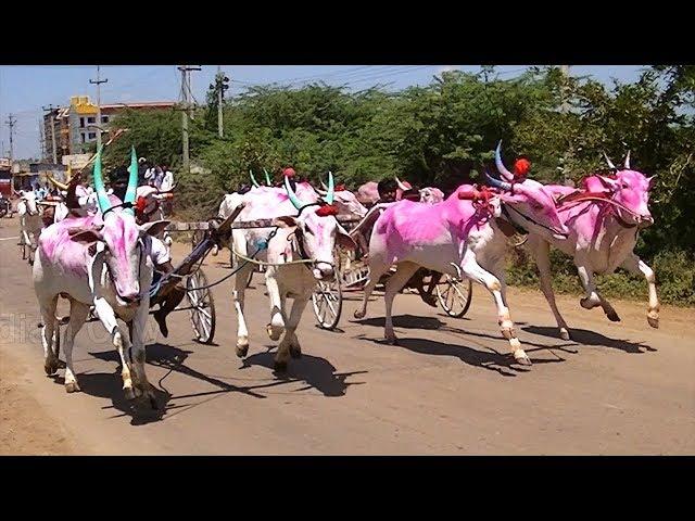 Kudubandi bullock cart race at Yadawad