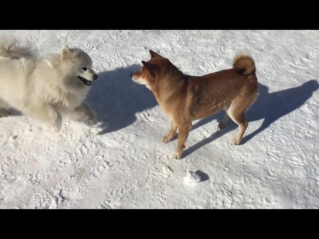 Собаки самоед и шиба-ину играют во дворе